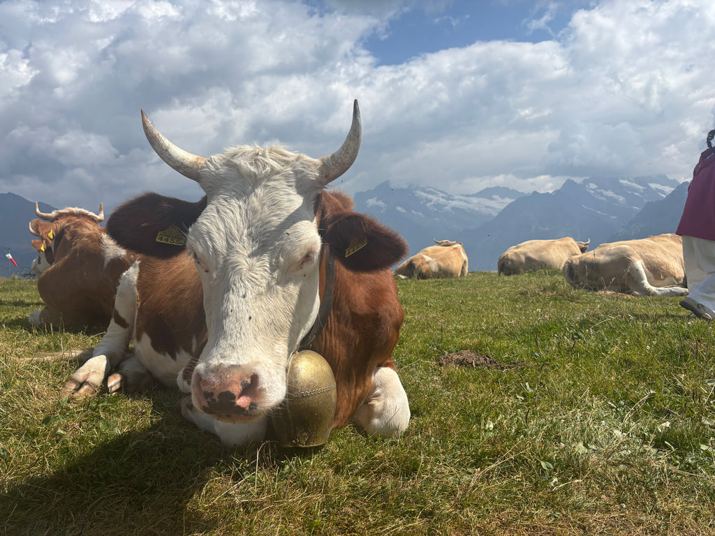 Hidden Gems of Lucerne with Sandiana 🌿🇨🇭